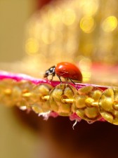 disco ladybug